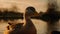 Golden Hour Duck: National Geographic\\\'s Agfa Vista Shot From Front And Side View