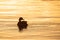 Golden Hour Duck Silhouette on Tranquil Waters