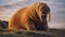 Golden Hour Encounter: A Stunning Walrus Portrait Captured By National Geographic