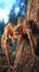Golden Hour Encounter: Tarantula on Tree Bark in Lush Forest
