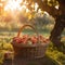 Golden Hour Harvest - Apples in a Basket