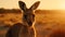 Golden Hour Kangaroo: National Geographic\\\'s Agfa Vista Shot