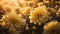 Golden Hour Landscape: Yellow Dahlia Flowers In Moody Tonalism