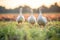 golden hour lighting on geese in rural field