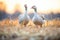 golden hour lighting on geese in rural field