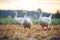 golden hour lighting on geese in rural field