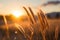 Golden hour magic landscape with a fantastic sunset over wheat