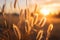 Golden hour magic landscape with a fantastic sunset over wheat