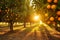 Golden Hour in the Orange Grove: Nature\\\'s Vibrance Unveiled