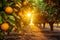 Golden Hour in the Orange Grove: Nature\\\'s Vibrance Unveiled