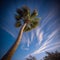 Golden Hour Palm Tree