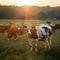 Golden hour pasture Cows roam one poses sunbeam horns