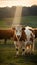 Golden hour pasture Cows roam one poses sunbeam horns