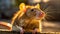 Golden Hour Rat: A Close-up Intensity In Explosive Pigmentation