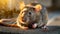 Golden Hour Rat: A Close-up Intensity In Explosive Pigmentation