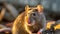 Golden Hour Rat: A Close-up Intensity In Explosive Pigmentation