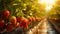 Golden hour rows of fresh strawberries in greenhouses, organic farming concept with warm colors