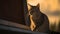 Golden hour\'s spellbinding glow: an enchanting cat portrait that mesmerizes