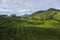 Golden hour scenery of the tea plantation on the hillside