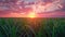 Golden Hour in the Sugarcane Fields: A Serene Sunset Sky Above Lush Crops