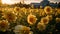 Golden Hour Sunflowers: Romantic Soft Focus Field With Barn