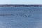 Golden hour view of Canadian Geese landing on the Rappahannock River