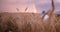 Golden Hour Walk: Teen Boy Strolls Through Vibrant Wheat Field, Captivated by Rainbow and Sunset Sky