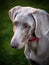 Golden Hour Weimaraner portrait