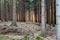 Golden hue of sunlight streaming through October leaves in Adirondack hemlock forest. Tall tree trunks stand with high canopy of