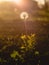 Golden-hued dandelion standing amidst a dreamy backdrop of a vibrant sunset sky