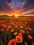 golden-hued field of wildflowers