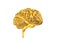 Golden Human skulGolden Human Brain
