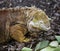 Golden Iguanas Laying On Galapagos Islands