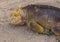 Golden Iguanas Laying On Galapagos Islands