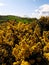 Golden Irish Gorse Flowers in Bloom