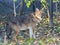 Golden jackal (Canis aureus)