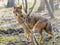 Golden jackal (Canis aureus)