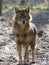 Golden jackal (Canis aureus)