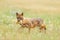 Golden jackal, Canis aureus, feeding scene with grass meadow, Madzharovo, Rhodopes, Bulgaria. Wildlife Balkan. Wild dog behaviour