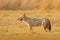 Golden Jackal, Canis aureus. Jackal with evening sun and animal bone in geass, Sri Lanka, Asia. Beautiful wildlife scene from natu