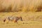 Golden Jackal, Canis aureus. Jackal with evening sun and animal bone, Sri Lanka, Asia. Beautiful wildlife scene from nature habita