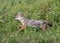 Golden Jackal Canis aureus running through the grass