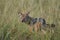 Golden Jackal Canis Aureus Safari Wild Portrait