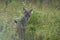 Golden Jackal Canis Aureus Safari Wild Portrait
