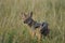 Golden Jackal Canis Aureus Safari Wild Portrait