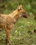 golden jackal or Canis aureus side profile in natural scenic green background in winter season morning safari at bandhavgarh