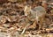 Golden Jackal in Jim Corbett