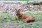 Golden jackal resting at Riga Zoo, Latvia