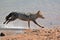 Golden jackal running on the riverside, India