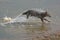 Golden jackal running in the water India